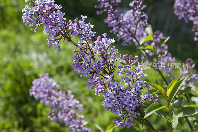 紫佛花(budleja davidii)。